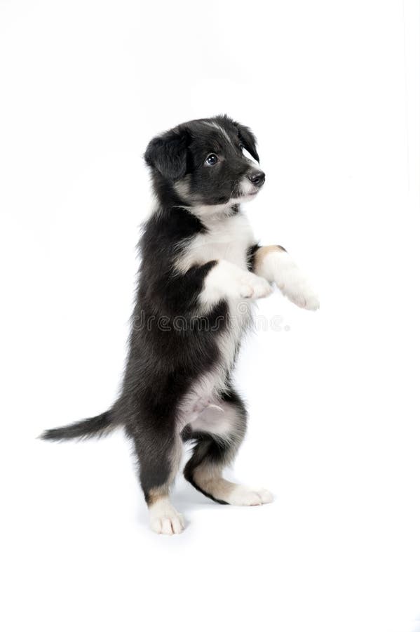 Black border collie puppy isolated on white royalty free stock photography