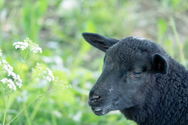 Orphan Lamb feeding. Goat black white cartoon stock images, royalty-free photos and pictures