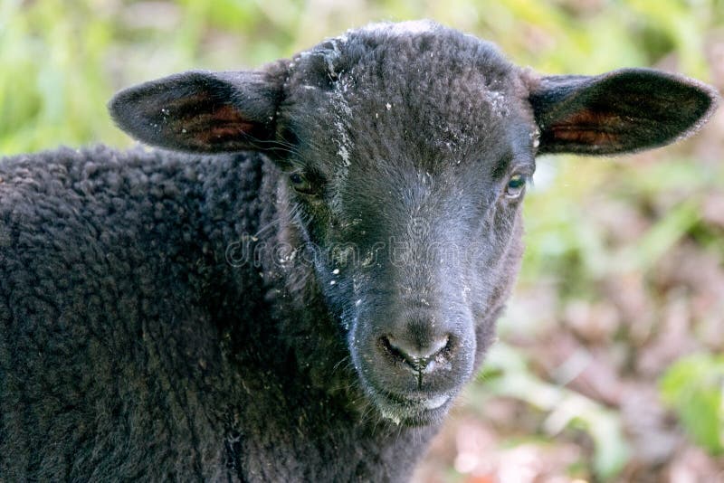 Orphan Lamb feeding. Goat black white cartoon stock images, royalty-free photos and pictures