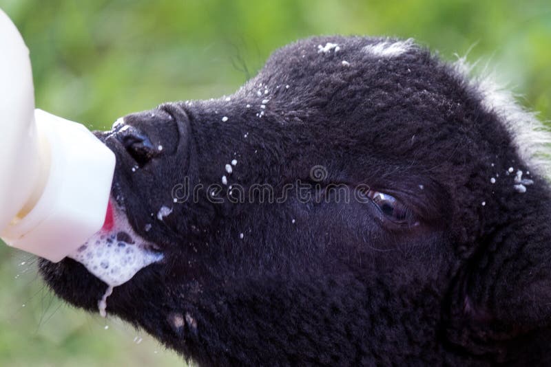 Orphan Lamb feeding. Goat black white cartoon stock images, royalty-free photos and pictures