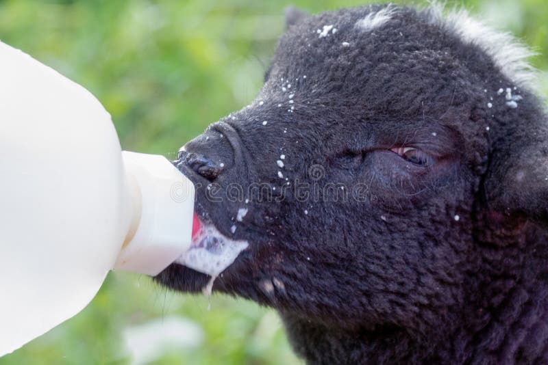 Orphan Lamb feeding. Goat black white cartoon stock images, royalty-free photos and pictures