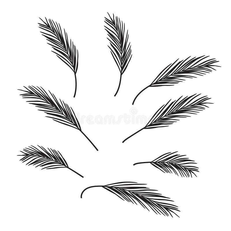 Black Branches Pine Needles. Design Element. Vector Illustration Stock
