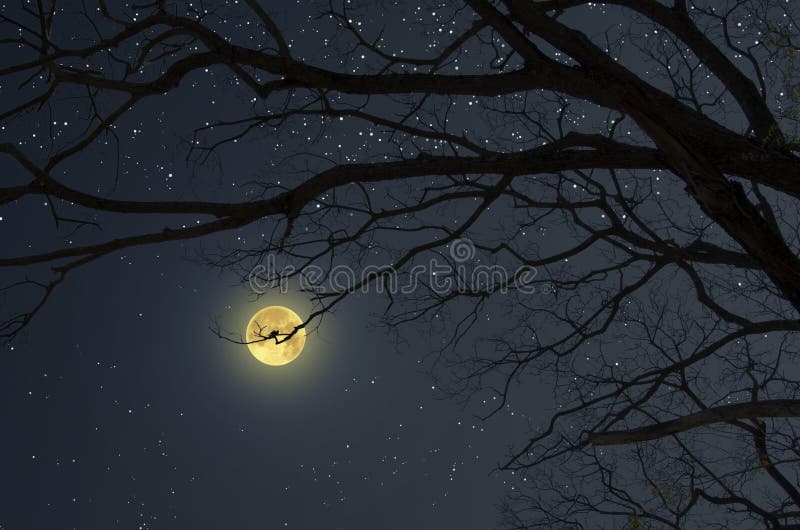 Black Branches And Romantic Full Moon In Starry Night Stock Photo