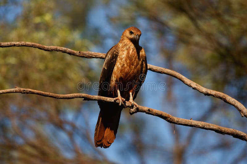 Black-breasted Buzzard