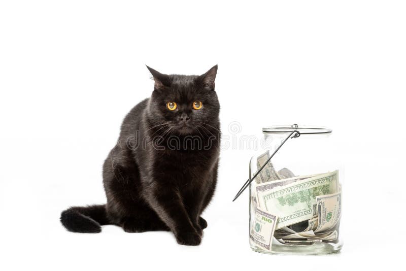Money pet. Денежный кот. Кот с деньгами на белом фоне. Черный денежный кот. Котик с деньгами.