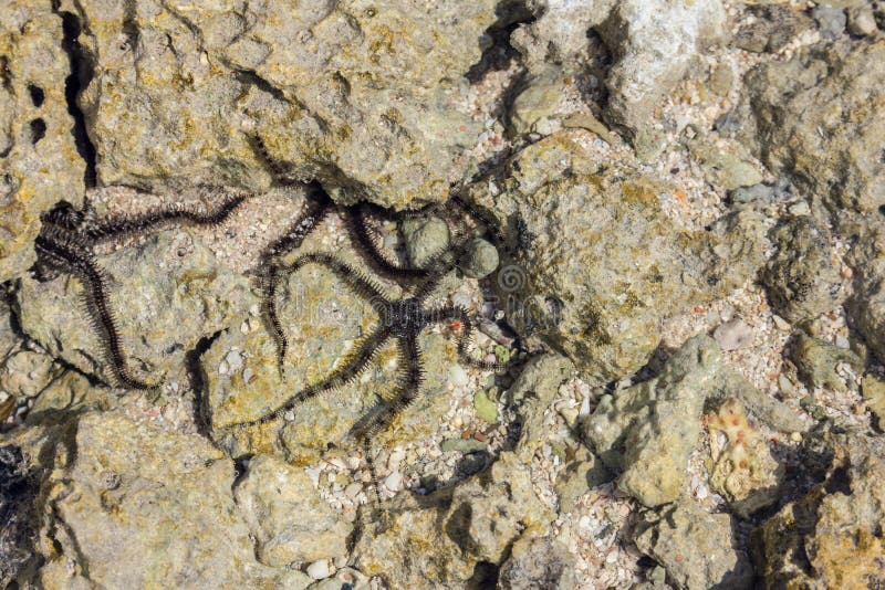 A black brittle star stock image. Image of cliffs, starfish 62763449