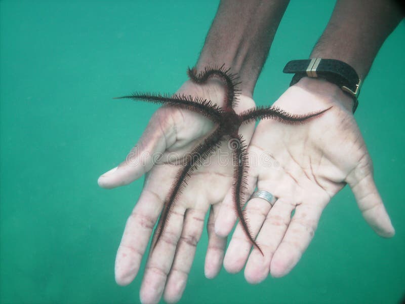 Man Holding a Brittle Sea Star Stock Photo Image of atlantic, life