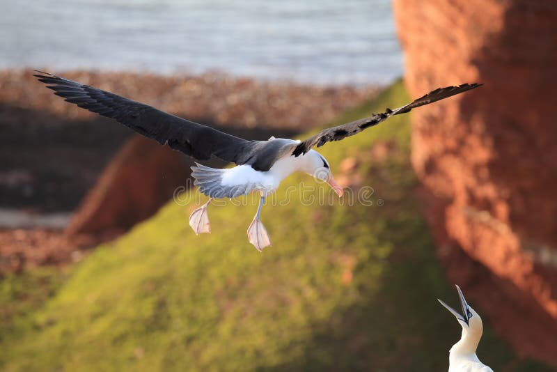 Black-browed Albatros ( Thalassarche melanophris ) or Mollymawk Helgoland Island Germany stock photos Black-browed Albatros ( Thalassarche melanophris ) or Mollymawk Helgoland Island Germany stock photos