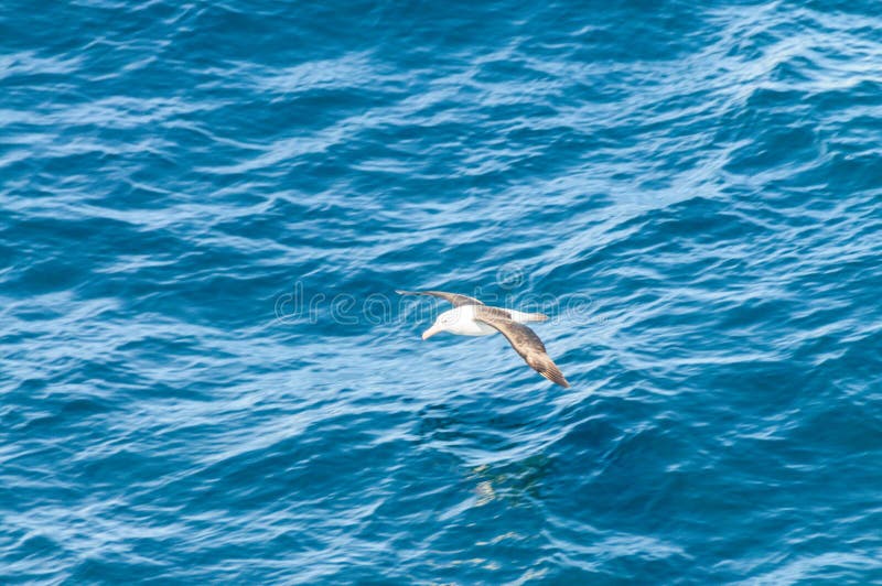 A Black-Browed Albatross flying low above the south atlantic ocean stock photo A Black-Browed Albatross flying low above the south atlantic ocean stock photo