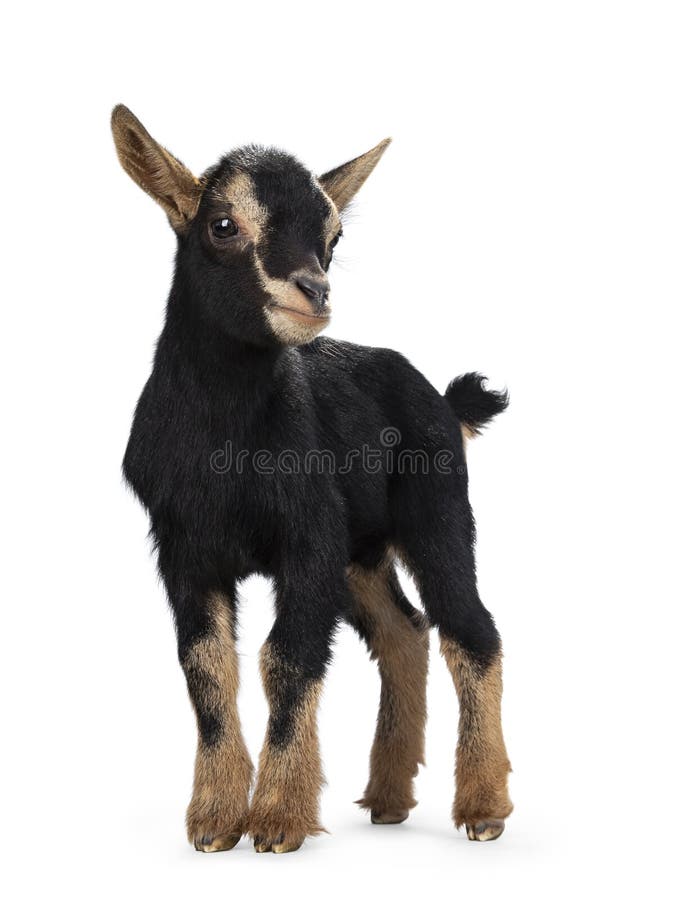 2,992 White Black Baby Goat Stock Photos - Free & Royalty-Free Stock Photos  from Dreamstime