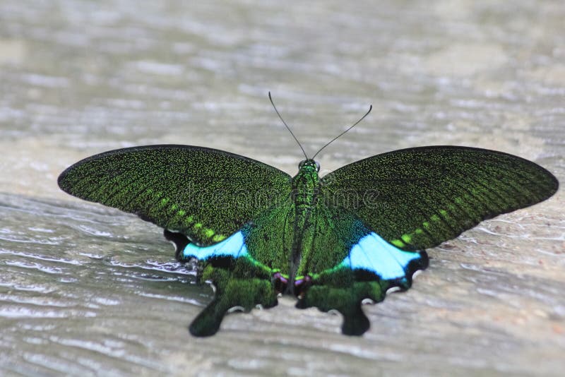 Black and Brown Butterfly Species Papilio Nephelus Stock Image Image
