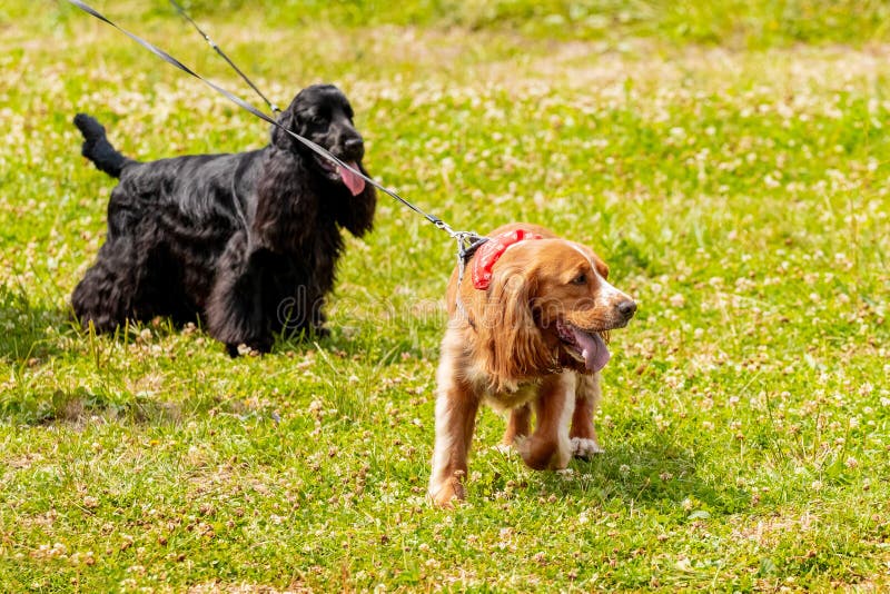 Black and Brown Cocker Spaniel Dogs on a Leash while Walking Stock