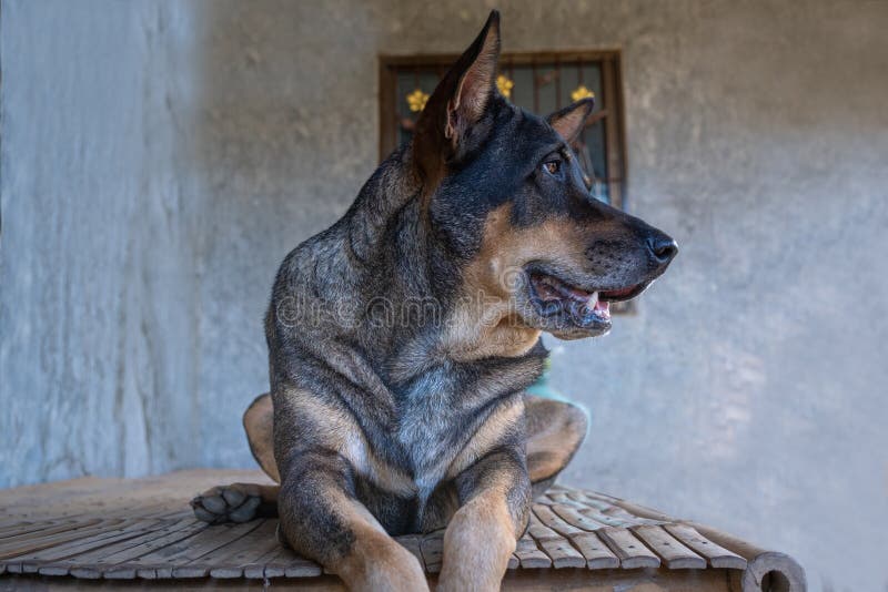 Black-Brown dog sit relaxing and yawn on the wooden table. A Black-Brown dog sit relaxing and yawn on the wooden table stock photography Black-Brown dog sit relaxing and yawn on the wooden table. A Black-Brown dog sit relaxing and yawn on the wooden table stock photography