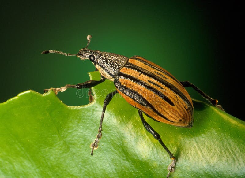 Black And Brown Insect On Green Leaf Free Public Domain Cc0 Image