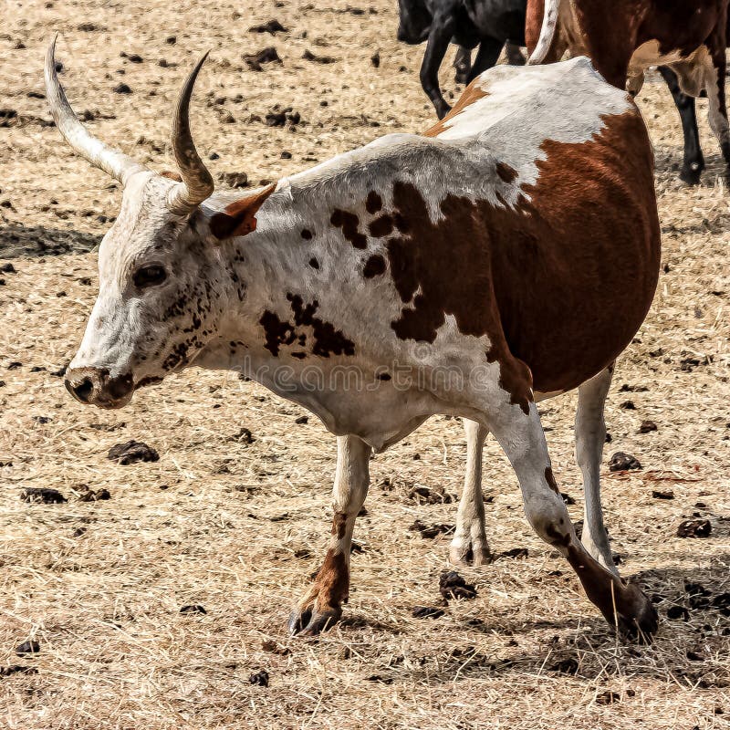 A Cow on the move 2