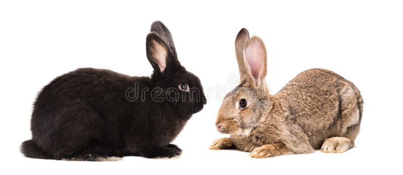 Brown Bunnies Pics