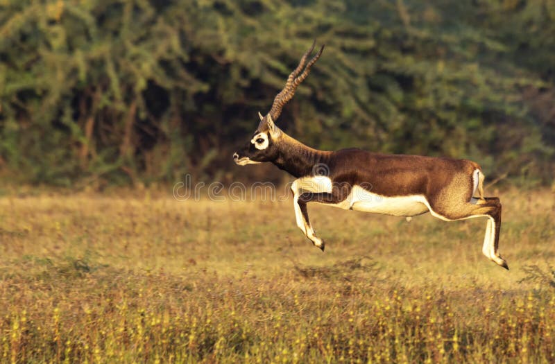 Blackbuck Duo Stock Photos Free Royalty Free Stock Photos From blackbuck-duo-stock-photos-free-royalty-free-stock-photos-from