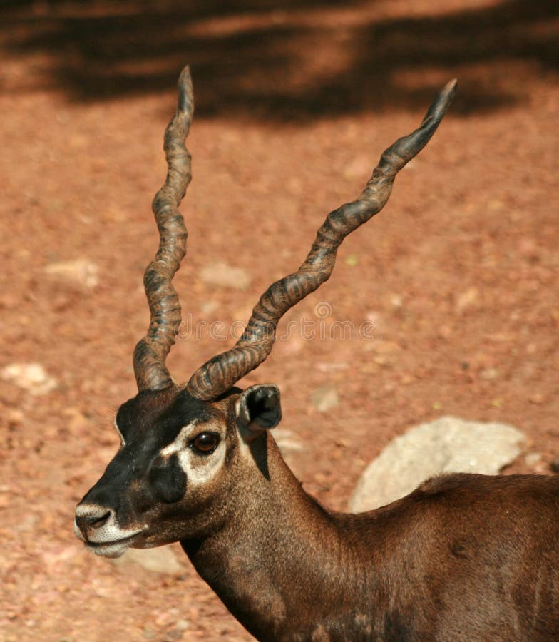 Black Buck Portait