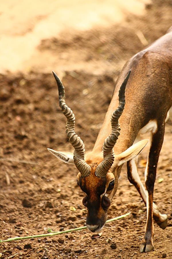 Black Buck walking with long curved horn