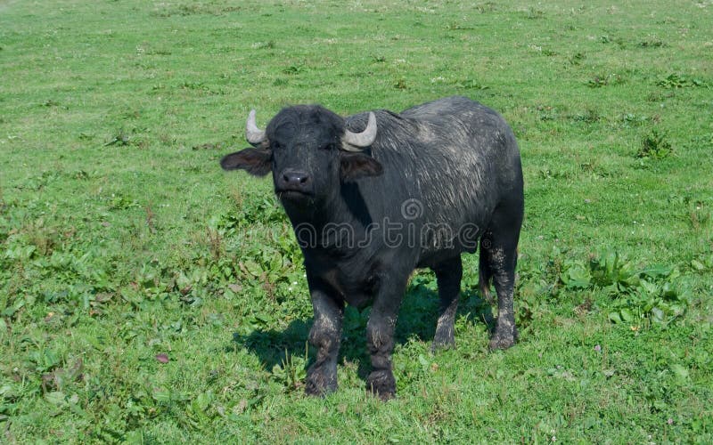 Black buffalo stock image. Image of wild, bison, pasture 16274305
