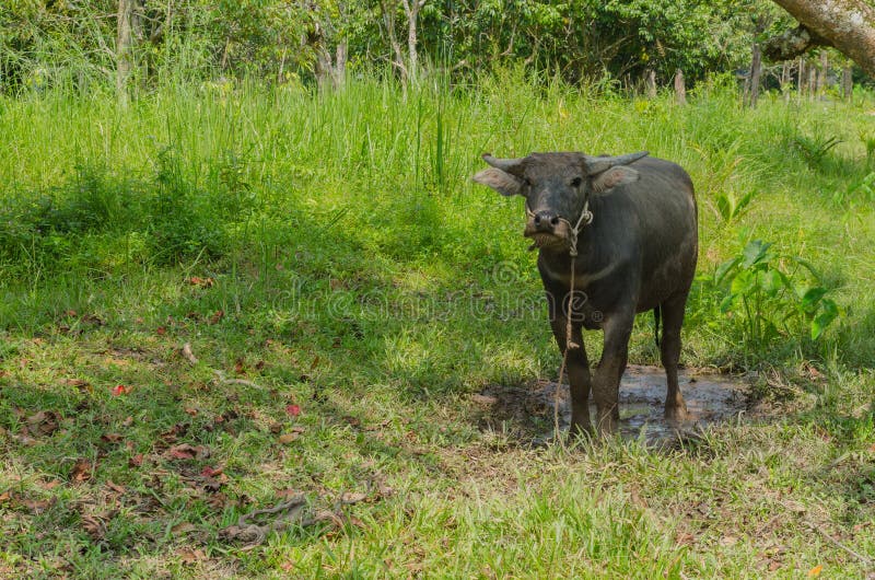 The black buffalo stock image. Image of agriculture, livestock 41519207