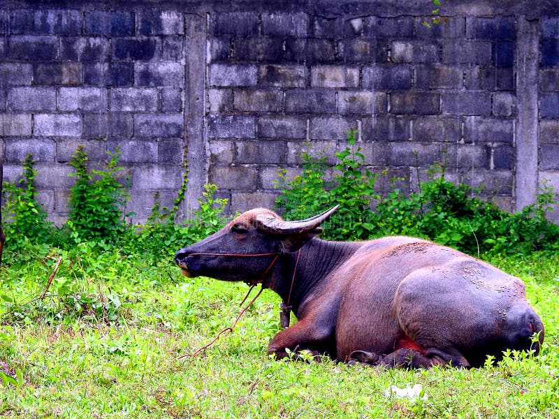 Buffalo Sitting On The Grass Stock Image Image of work, asia 32721761