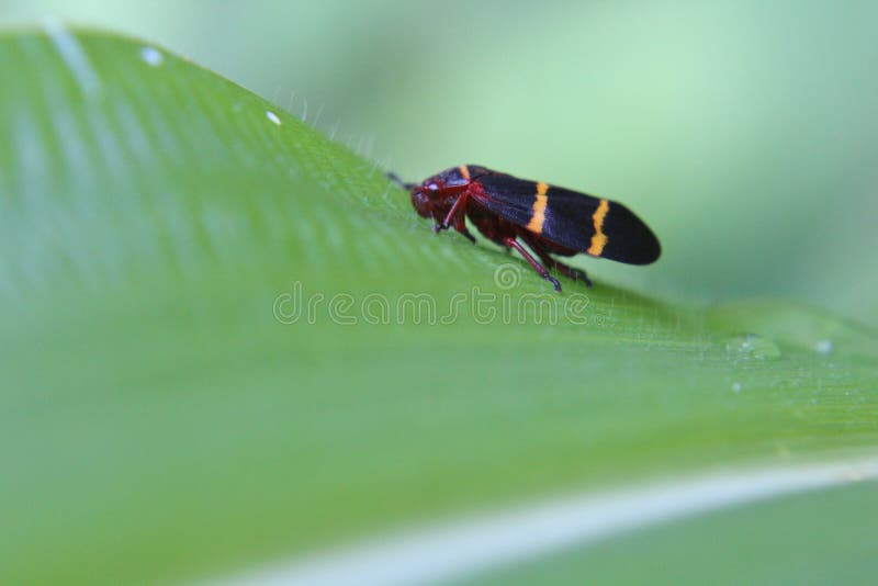 Black Bug with Orange Stripe Stock Photo Image of plant, leaf 97249958