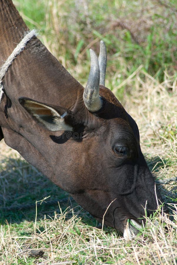 Black bull eating grass