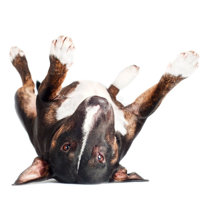 Black Bull Terrier Dog Lying Upside Down Stock Image Image of puppy