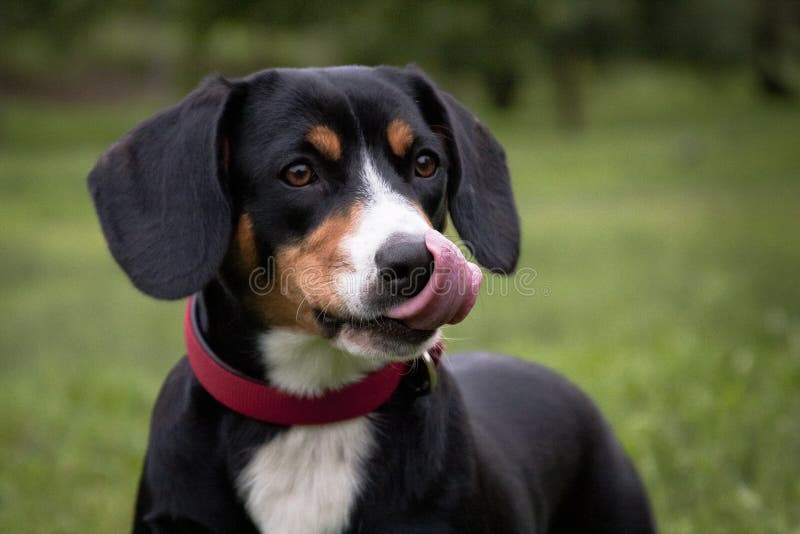 Dog entlebucher mountain dog, licking portrait