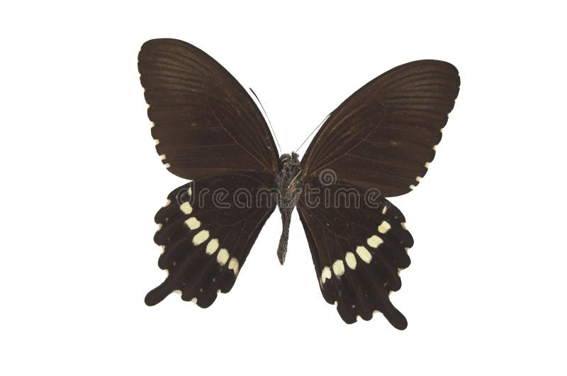 The Black Butterfly 2