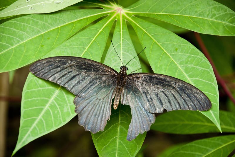 Black butterfly stock photo. Image of butterfly, nature 28894972
