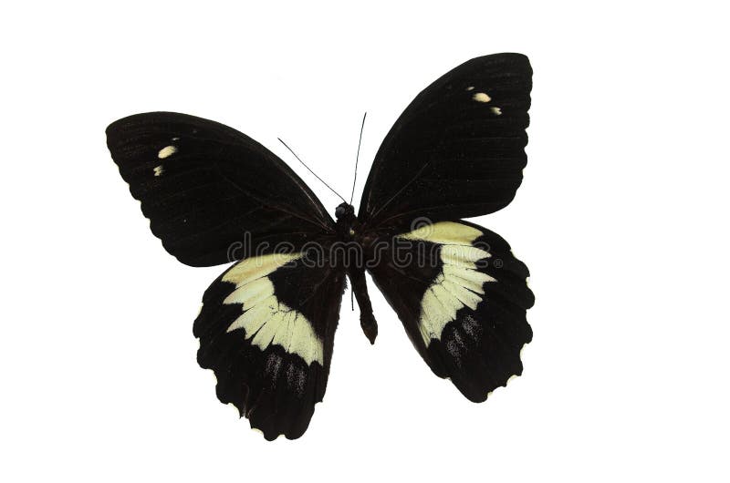 The Black Butterfly 4