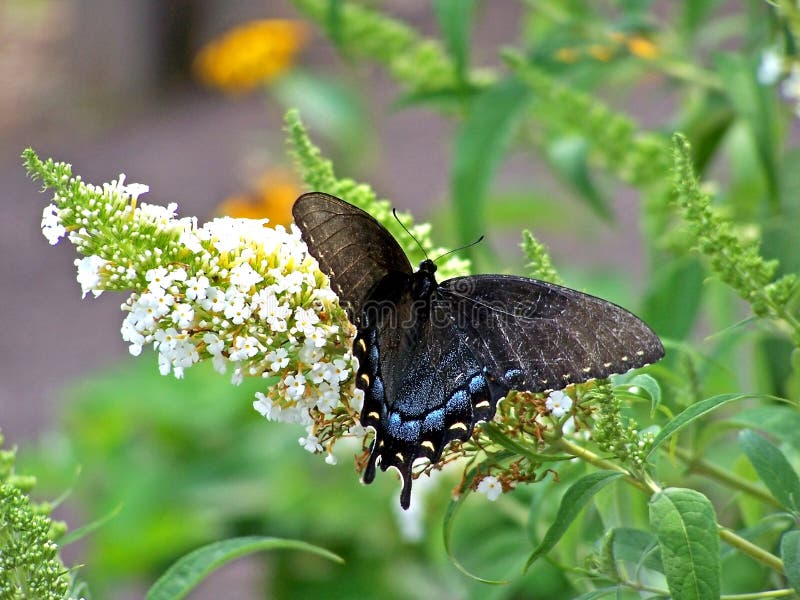 Black butterfly