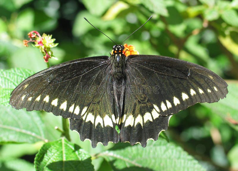 Black Butterfly Feeding Picture. Image 252561