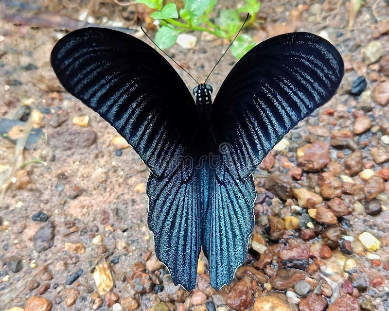 A red-striped black butterfly eating water from a rock.