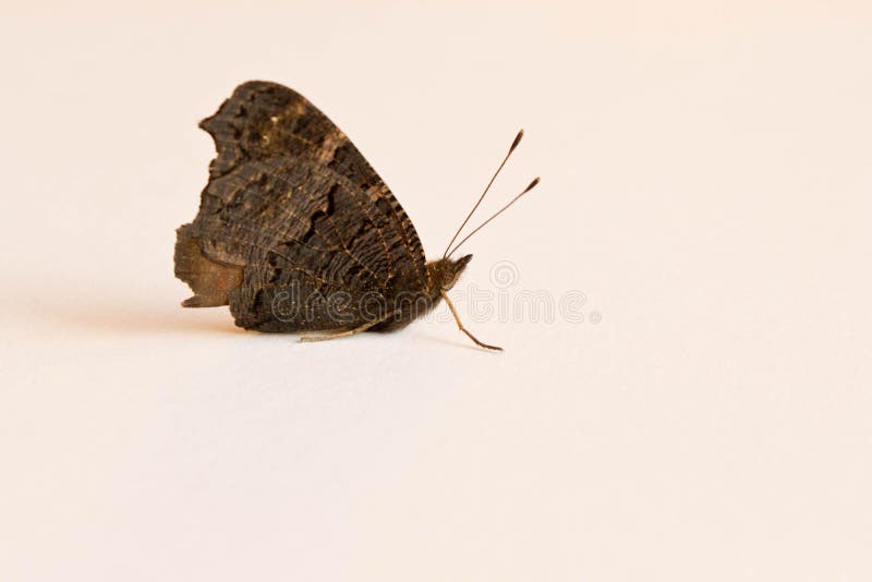 Black butterfly on a white sheet of paper. Close up.