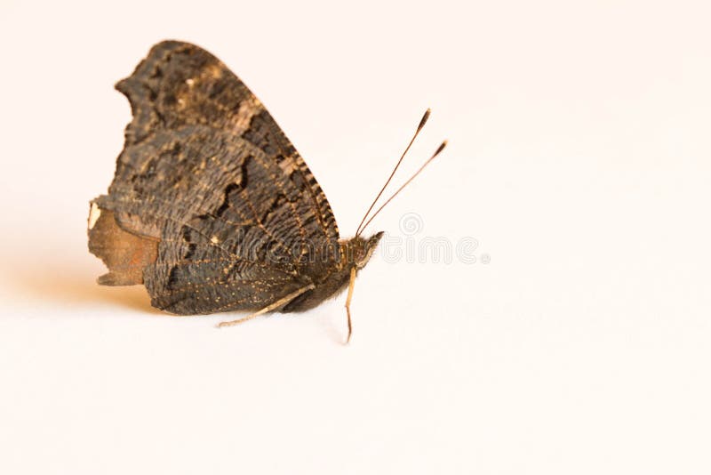 Black butterfly on a white sheet of paper. Close up.