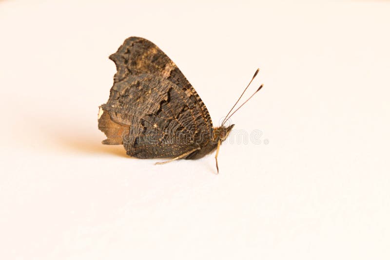 Black butterfly on a white sheet of paper. Close up.