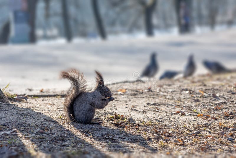 Animals Canadian Forest Funny Stock Photos - Free & Royalty-Free Stock Photos from Dreamstime Animals Canadian Forest Funny Stock Photos - Free & Royalty-Free Stock Photos from Dreamstime