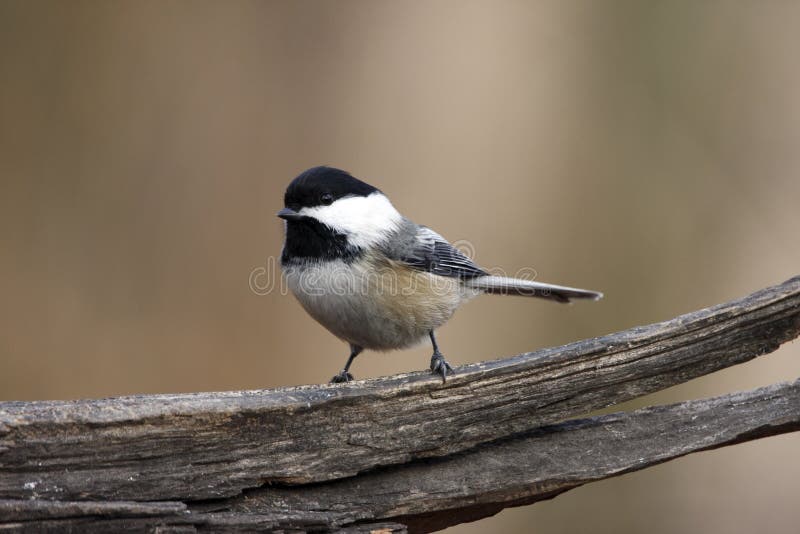 Black cap Chickadee