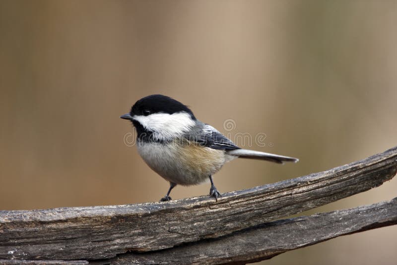 Black cap Chickadee