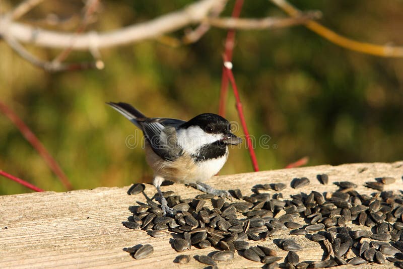 Black-capped Chickadee