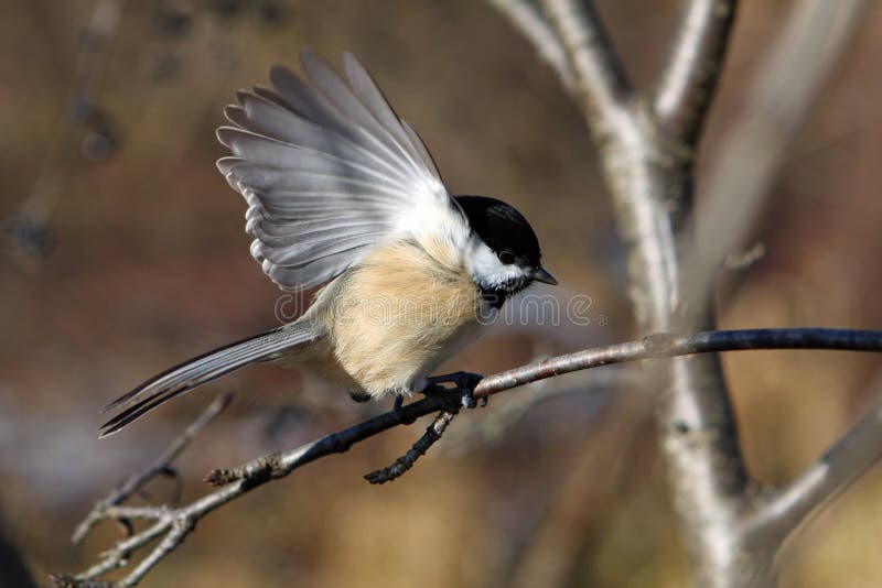 Black-capped Chickadee