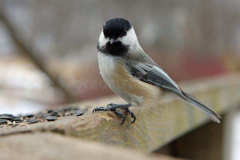 Black-capped Chickadee