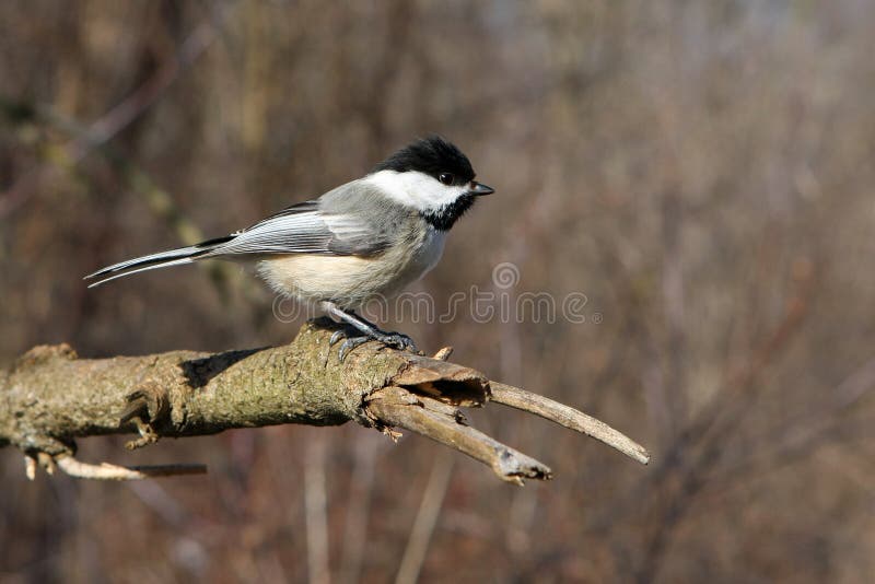 Black-capped Chickadee