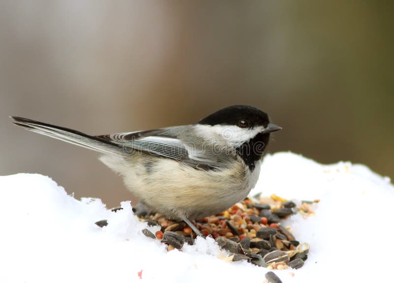 Black-capped Chickadee
