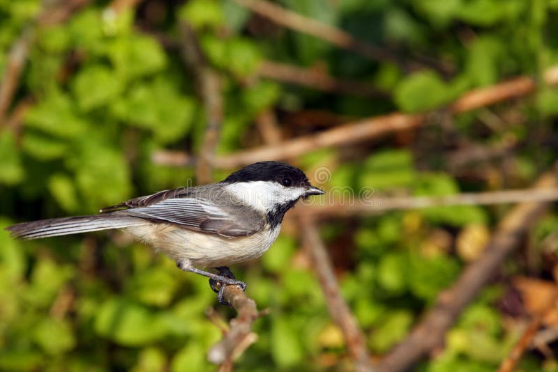 Black-capped Chickadee