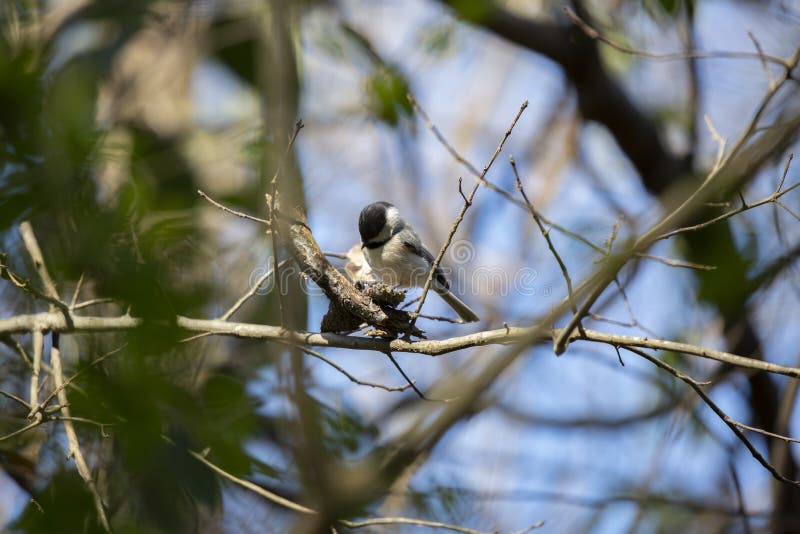 Black-Capped Chickadee Foraging Stock Photo - Image of biodiversity ...