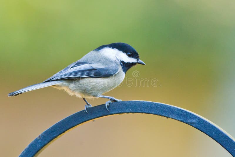 Black-capped Chickadee (Poecile atricapillus). royalty free stock image Black-capped Chickadee (Poecile atricapillus). royalty free stock image